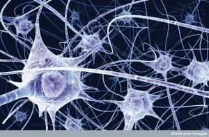 Post image for Top Brain Fitness Programs for Sustaining Mental Acuity